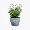 product image 5 optimized